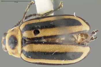 Media type: image;   Entomology 29042 Aspect: habitus dorsal view
